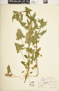 Chenopodium californicum image