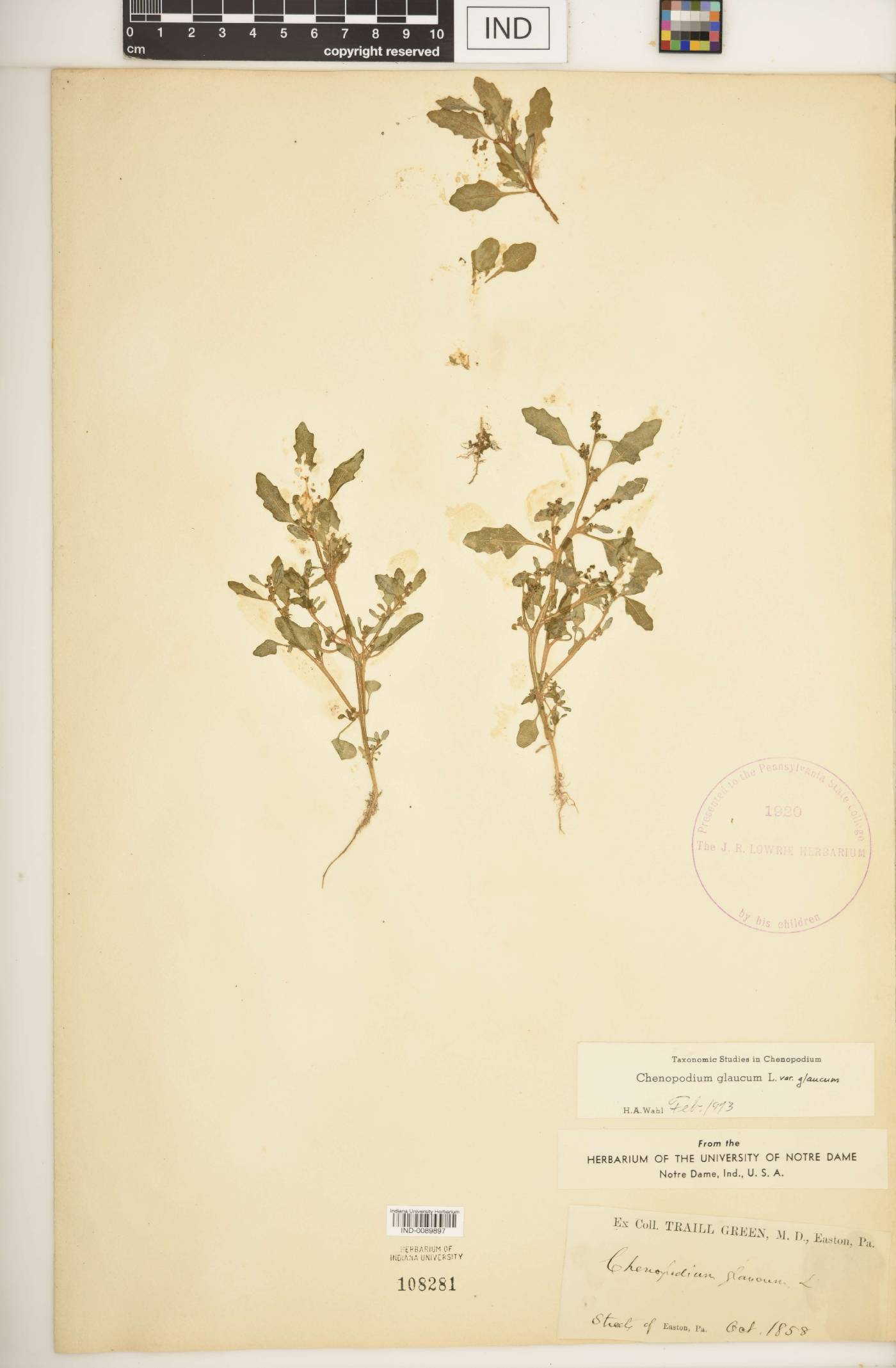 Oxybasis glauca var. glauca image