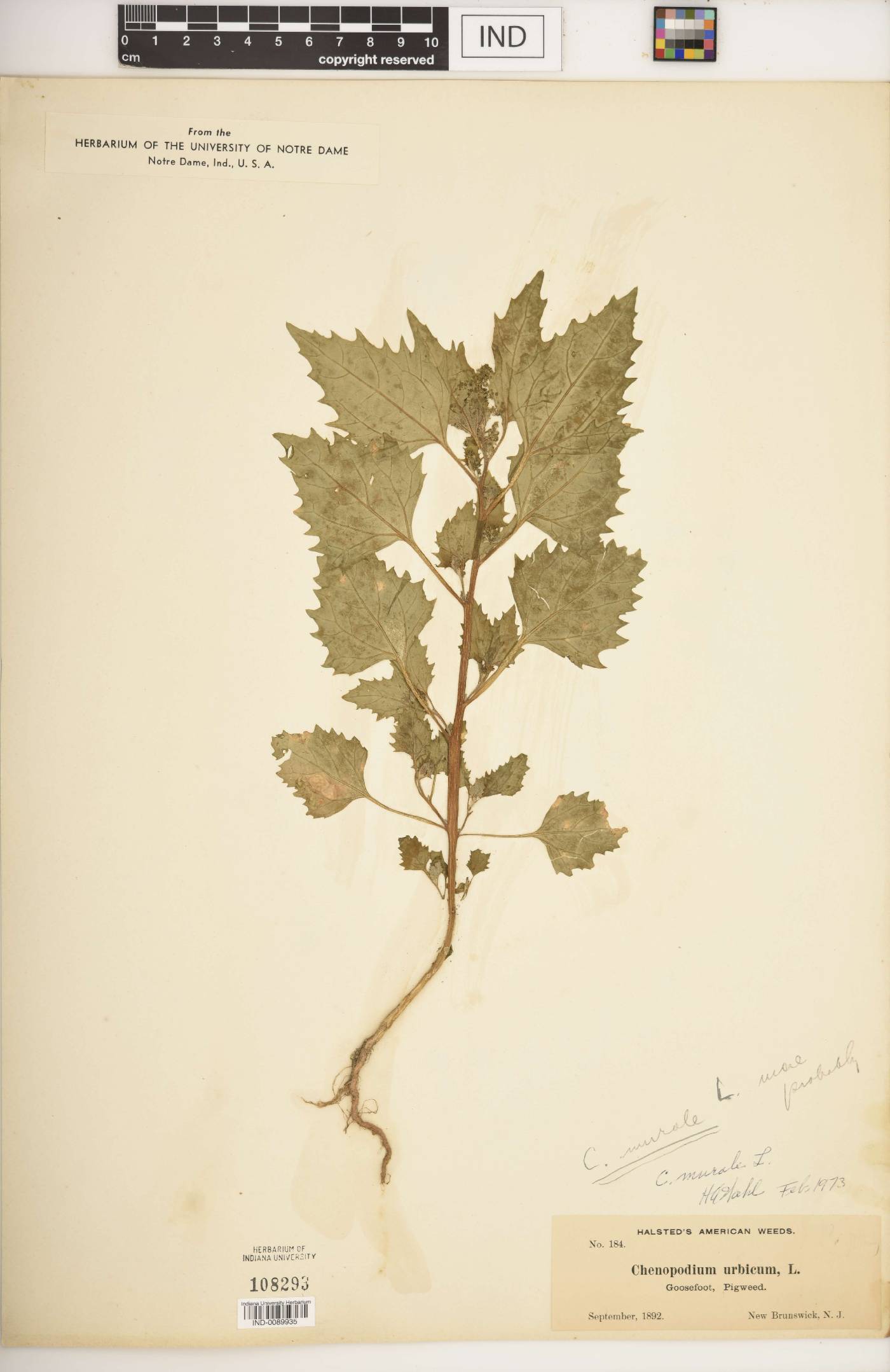Oxybasis urbica image