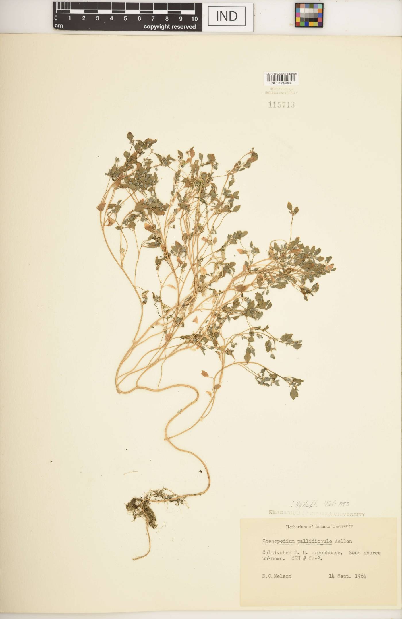 Chenopodium pallidicaule image