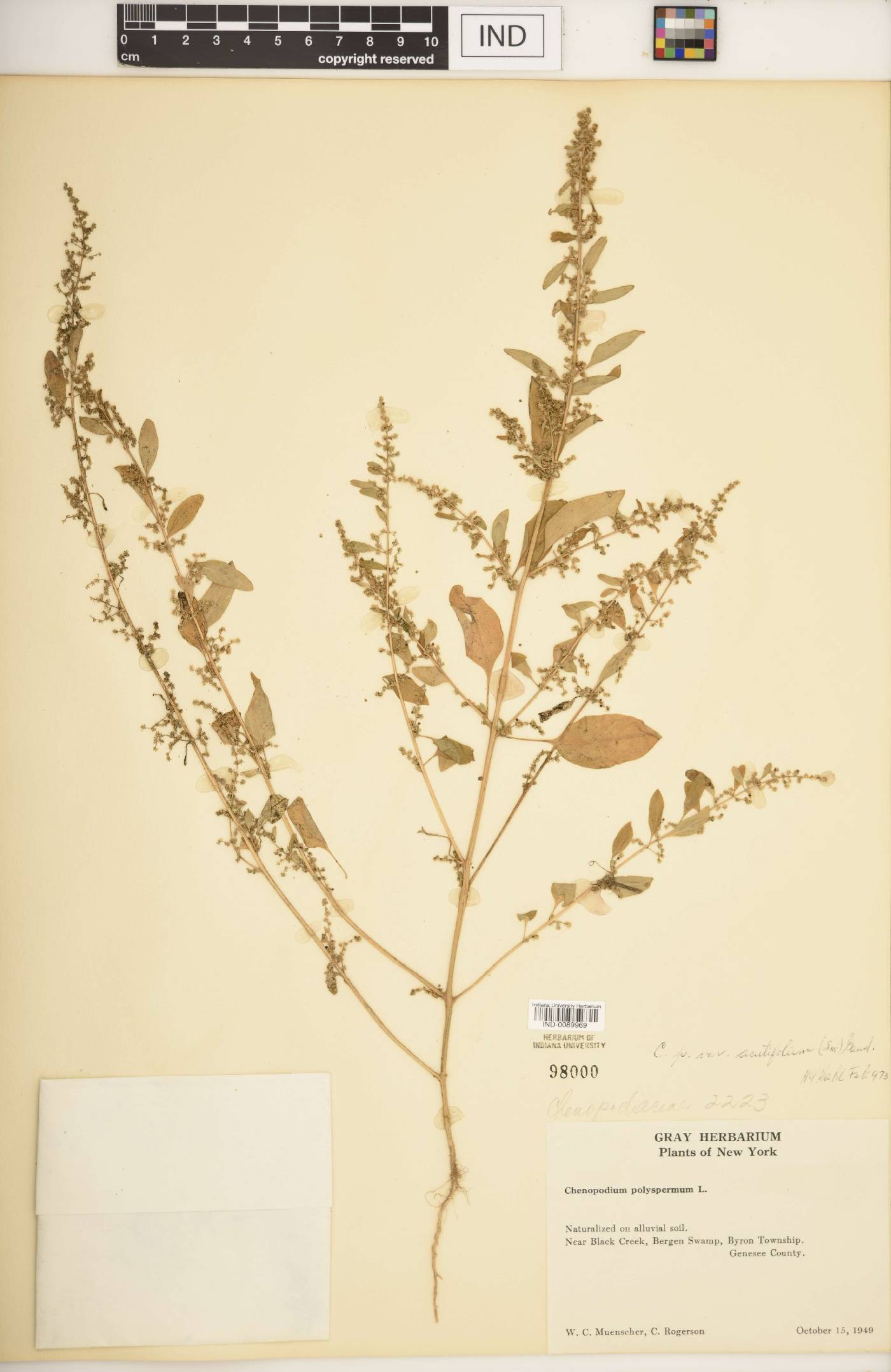 Chenopodium polyspermum image