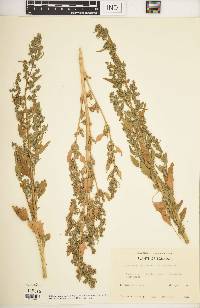 Chenopodium quinoa image