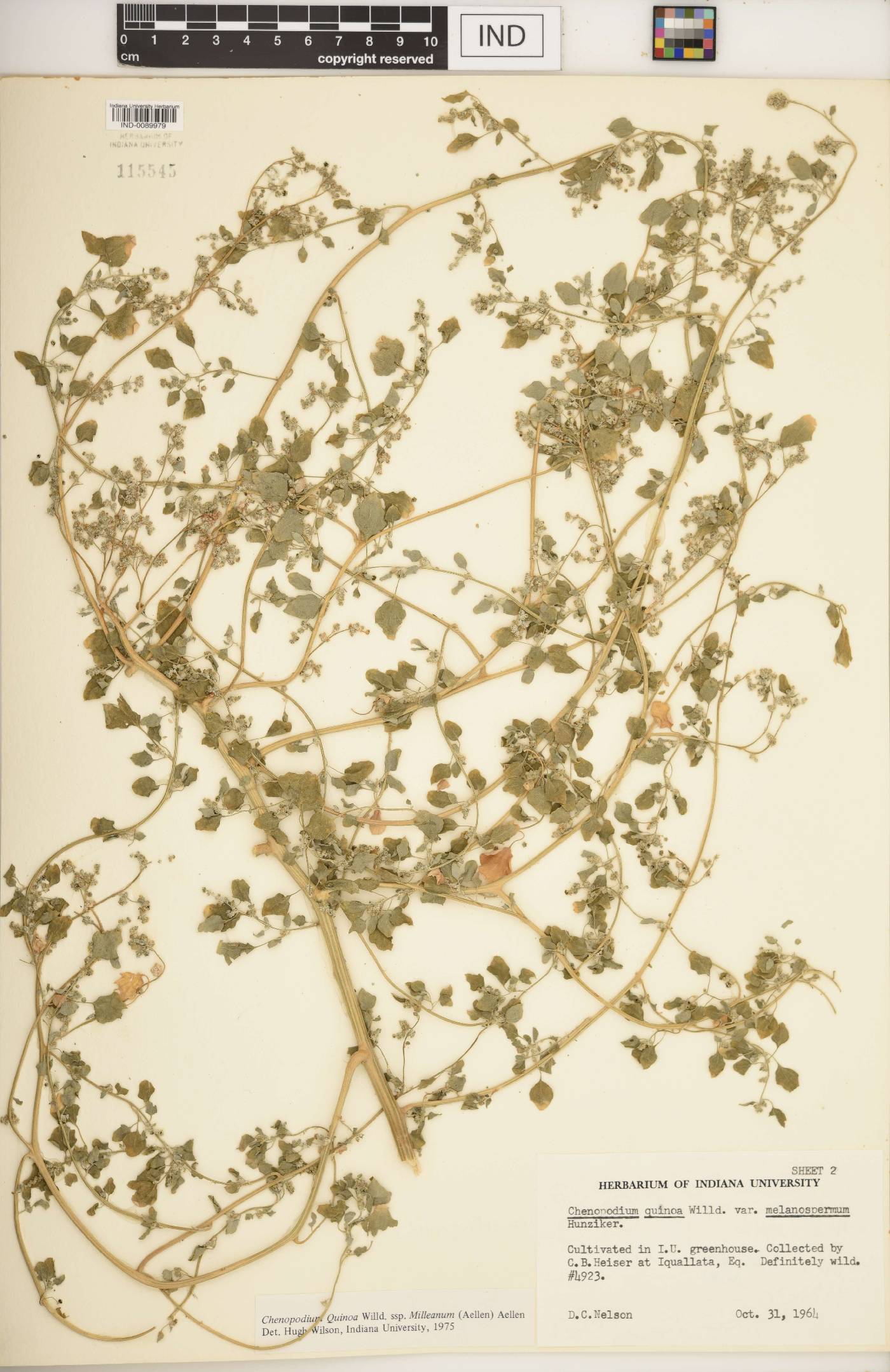 Chenopodium quinoa subsp. milleanum image