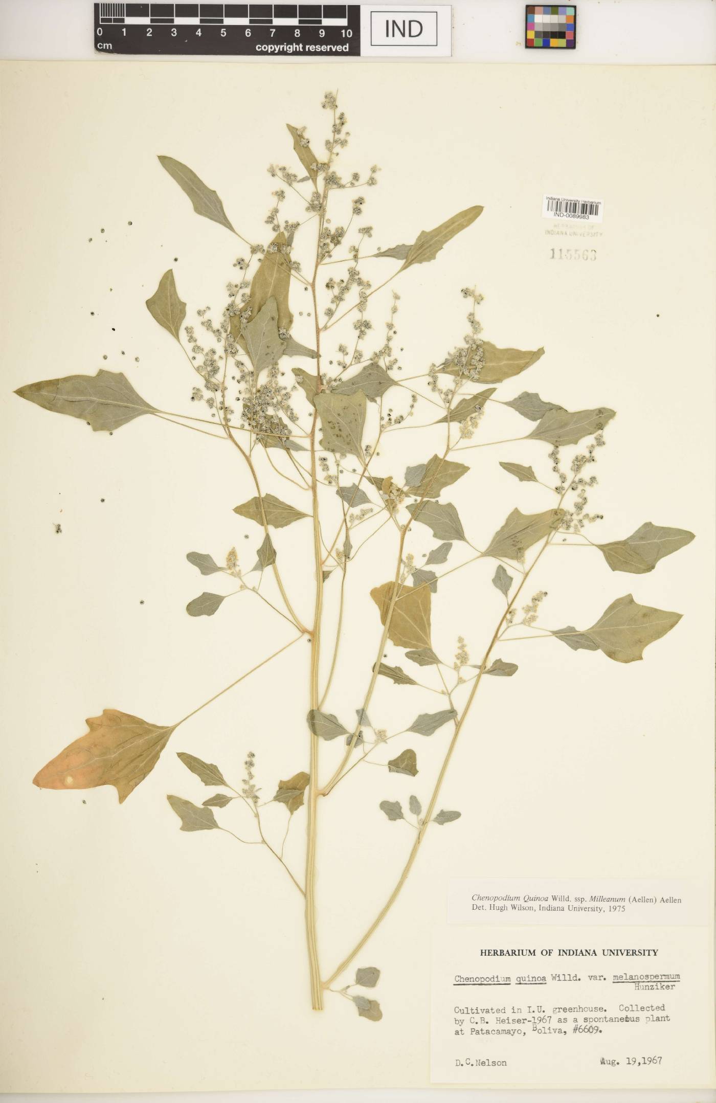 Chenopodium quinoa subsp. milleanum image