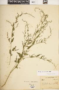 Chenopodium standleyanum image