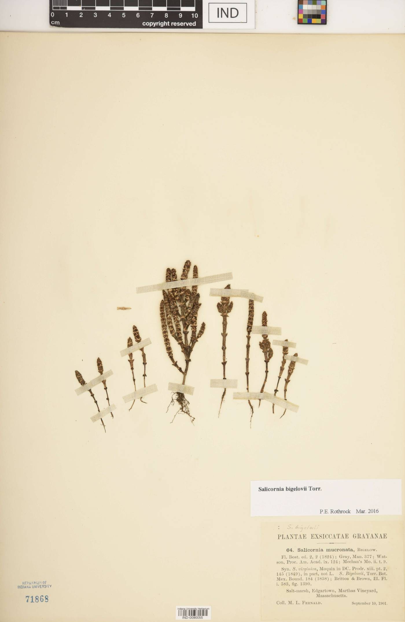 Salicornia bigelovii image