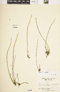 Salicornia virginica image