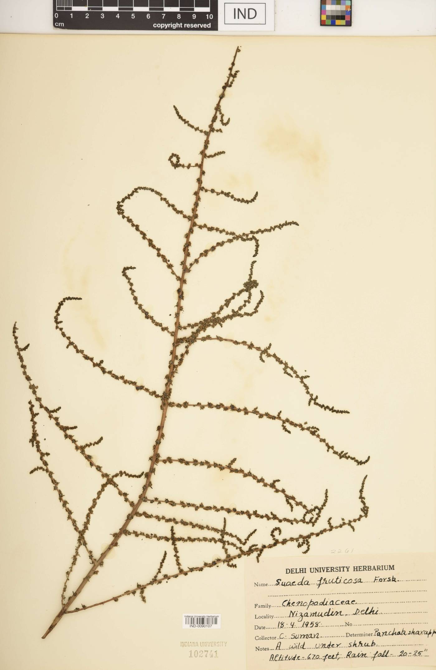 Suaeda fruticosa image