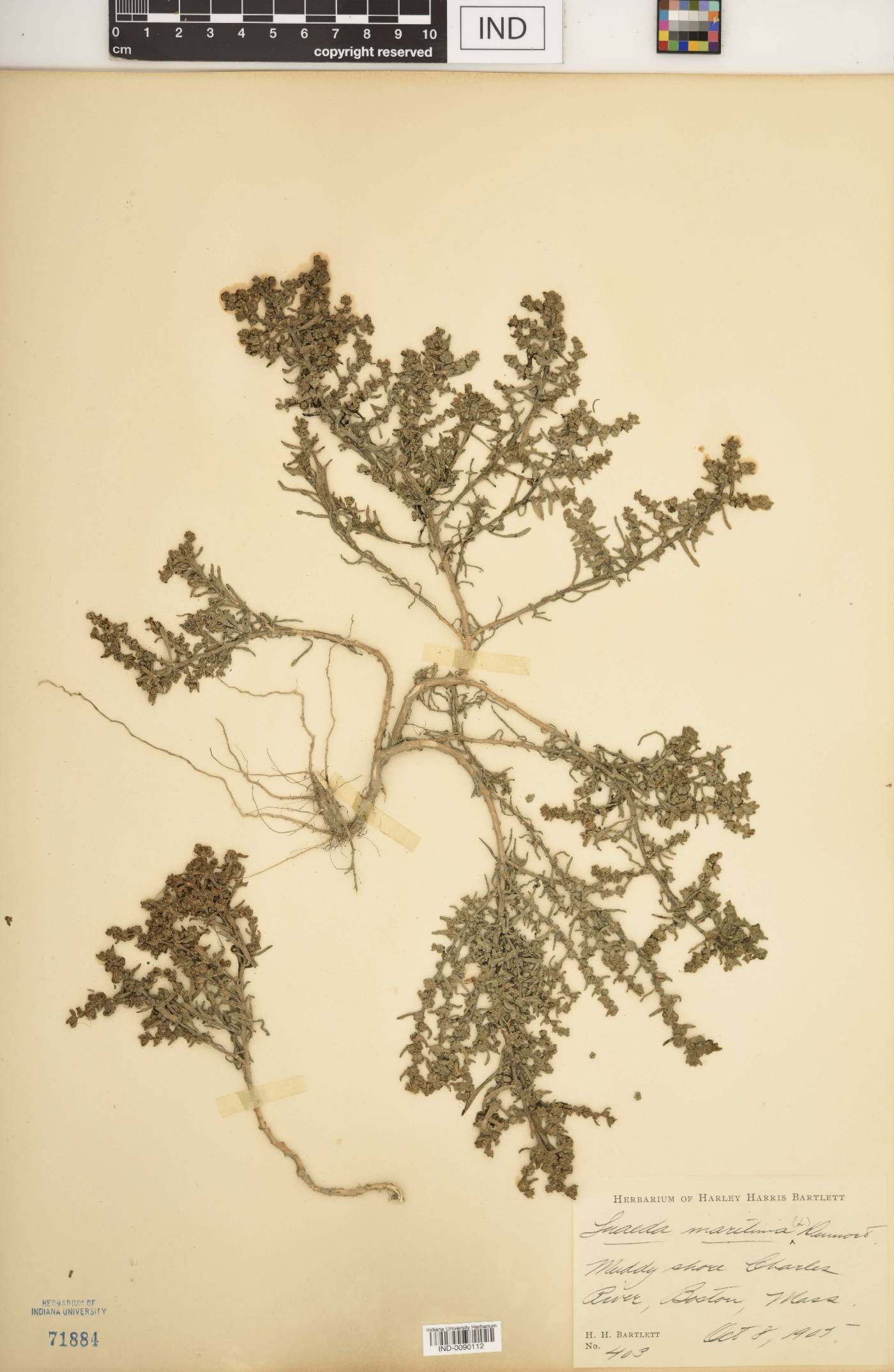 Suaeda maritima image