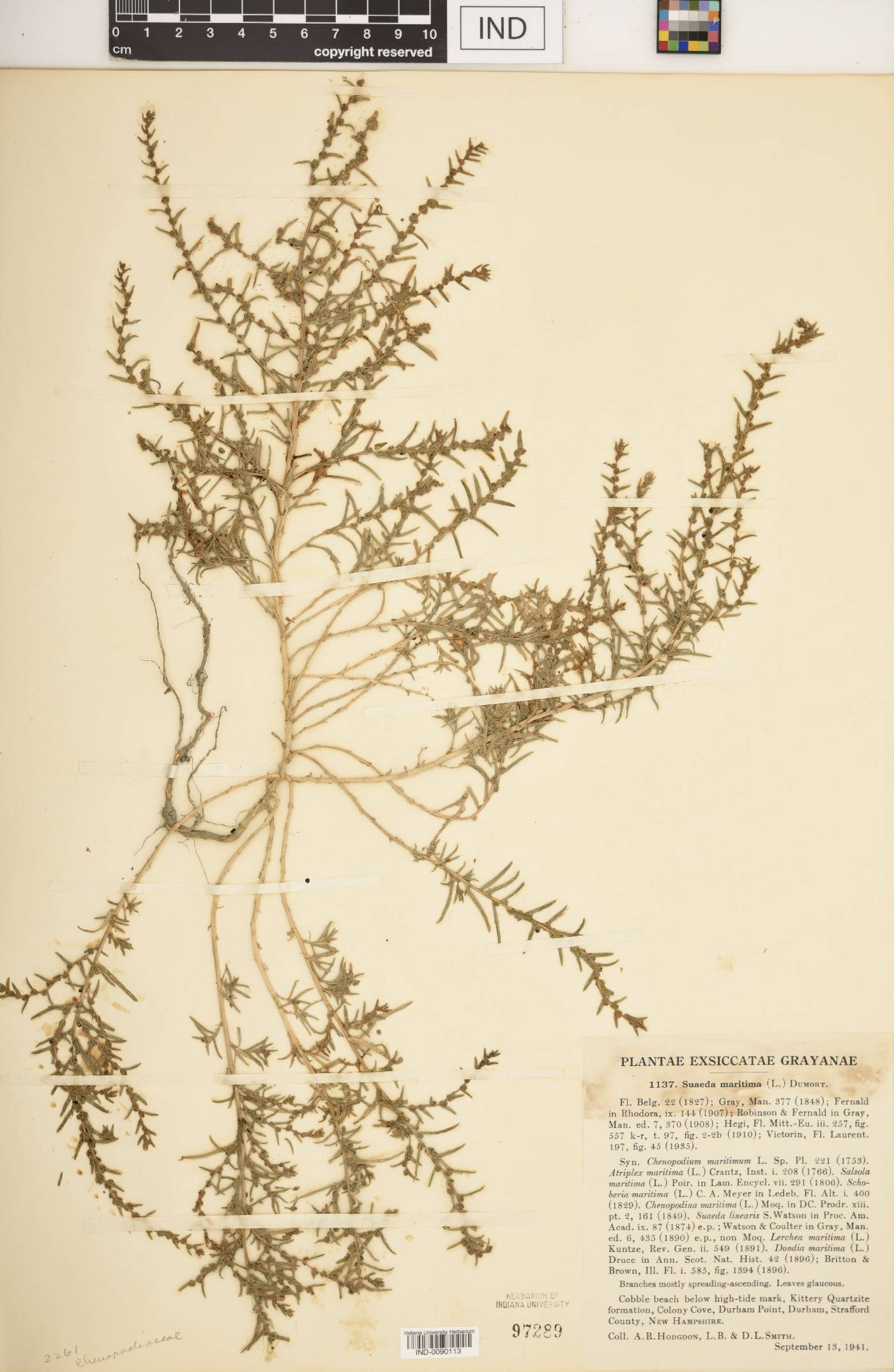 Suaeda maritima image