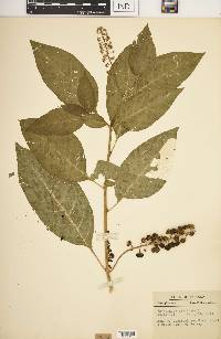 Phytolacca americana var. americana image