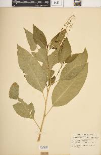 Phytolacca americana var. americana image