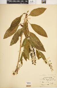 Phytolacca americana var. americana image