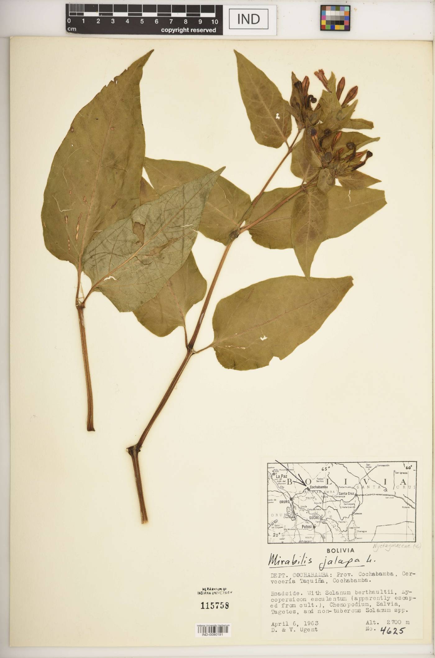 Mirabilis jalapa image