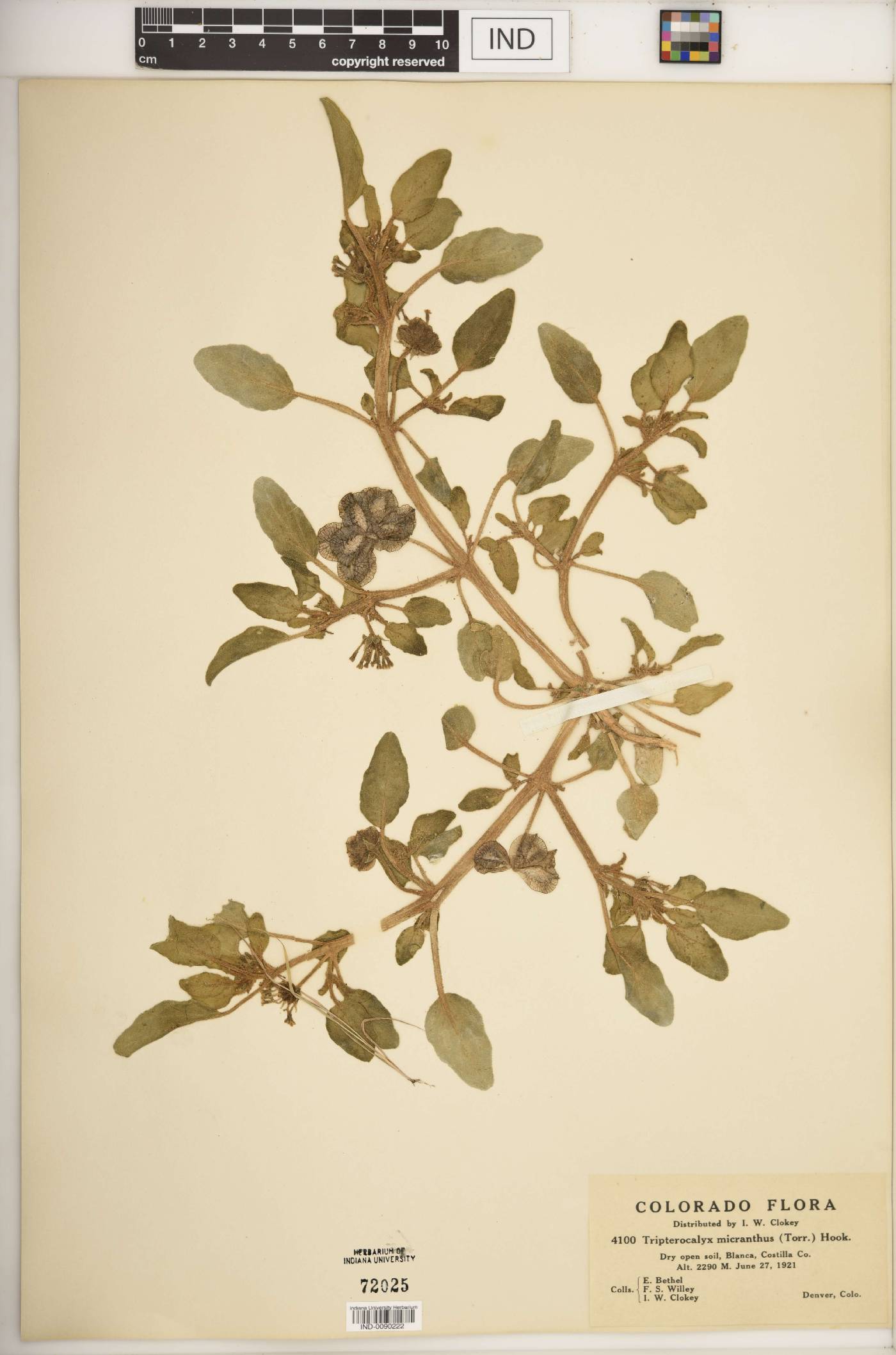 Tripterocalyx micranthus image