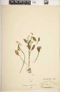 Claytonia caroliniana image