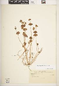 Claytonia parviflora image