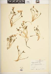 Claytonia scammaniana image