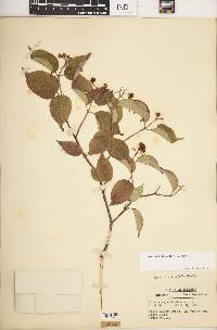 Cornus drummondii image