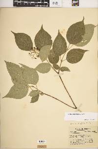 Cornus drummondii image