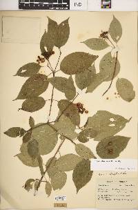 Cornus drummondii image