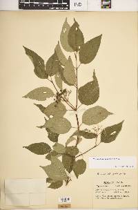 Cornus drummondii image