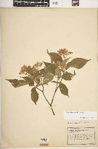 Cornus drummondii image