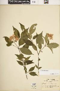 Cornus foemina image