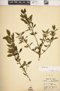 Cornus foemina image