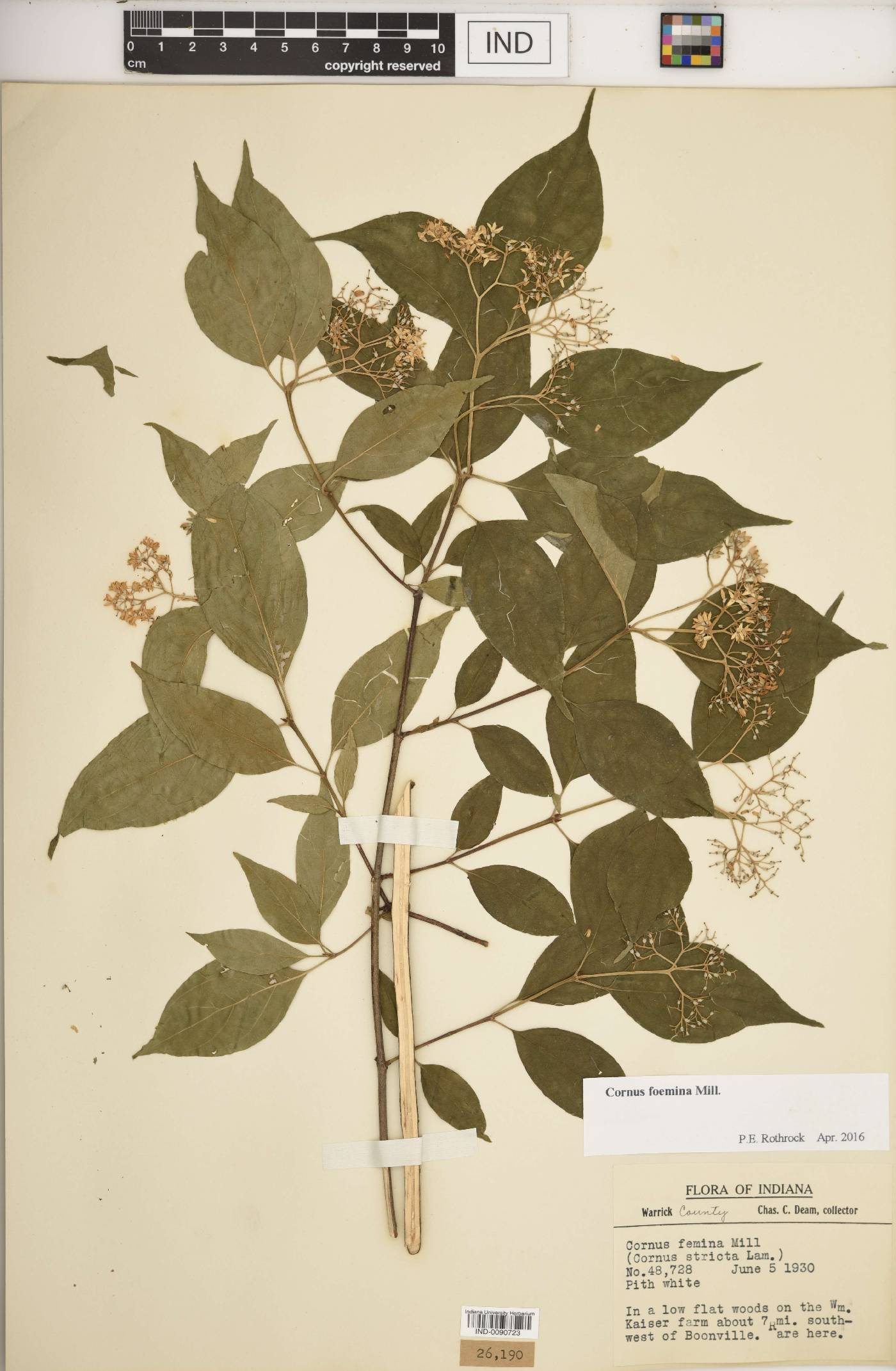 Cornus foemina image