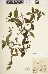 Cornus foemina image