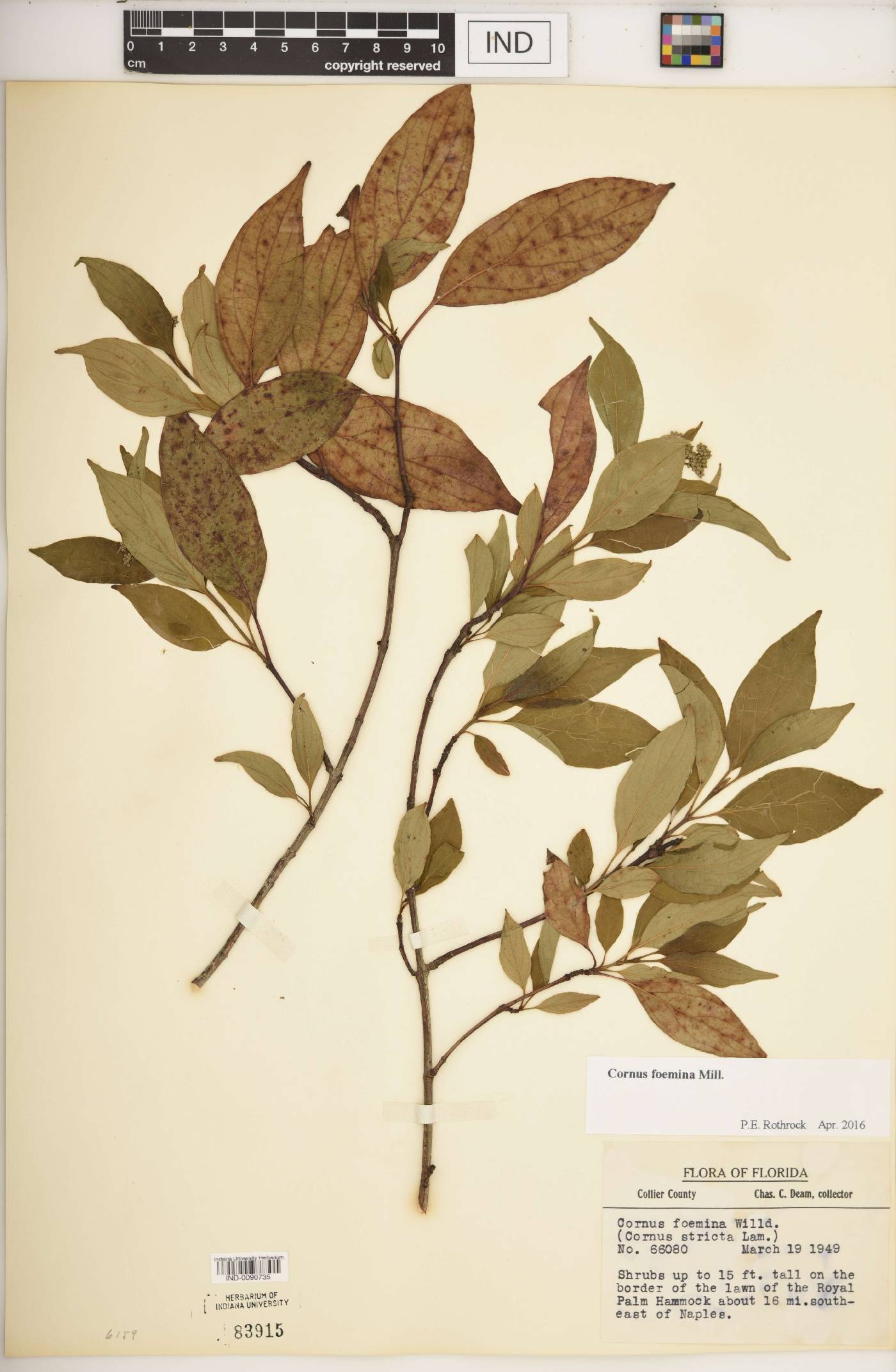 Cornus foemina image