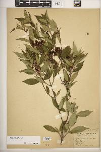Cornus racemosa image