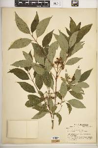 Cornus racemosa image