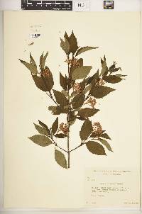 Cornus racemosa image