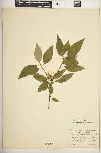 Cornus racemosa image