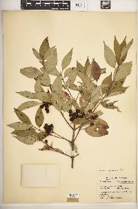 Cornus racemosa image