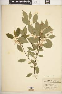 Cornus racemosa image