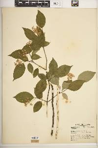 Cornus racemosa image