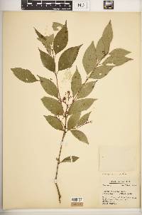 Cornus racemosa image