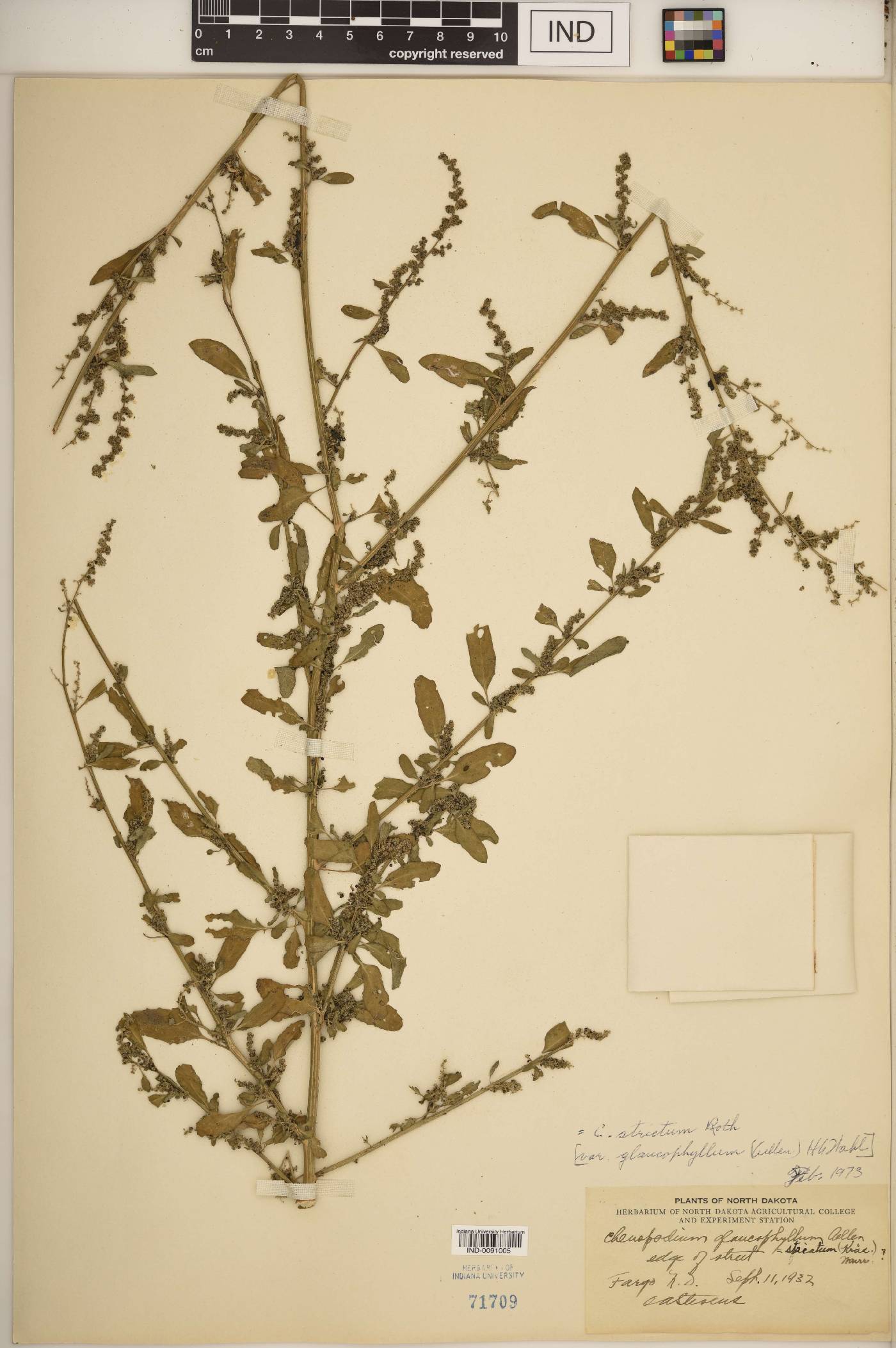 Chenopodium strictum image