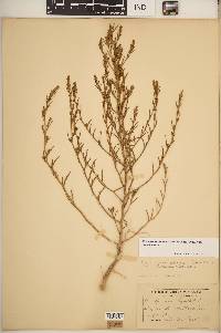 Corispermum americanum image