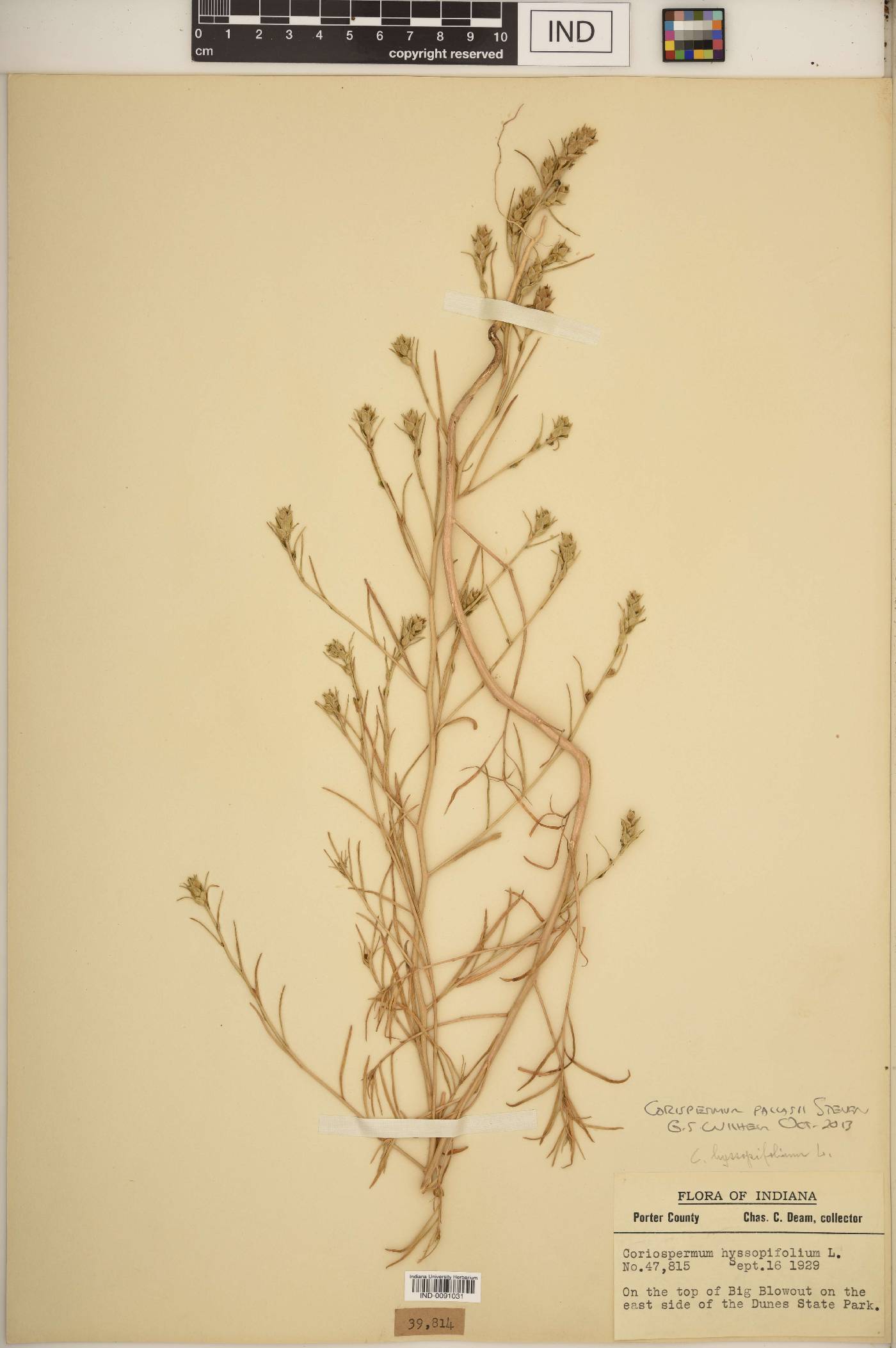 Corispermum pallasii image