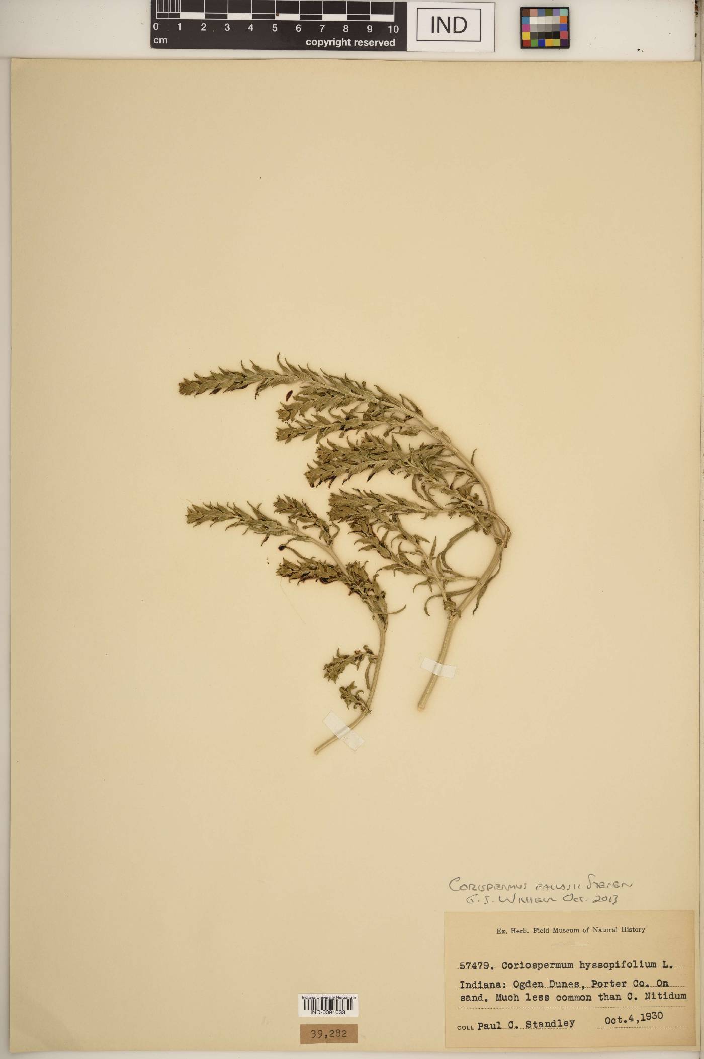 Corispermum pallasii image