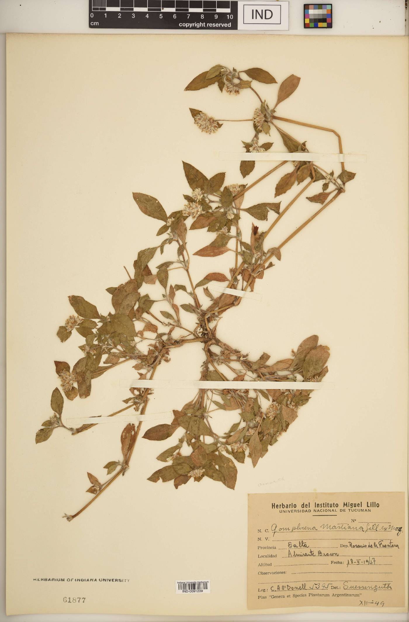 Gomphrena martiana image