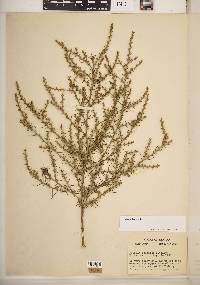 Salsola tragus image