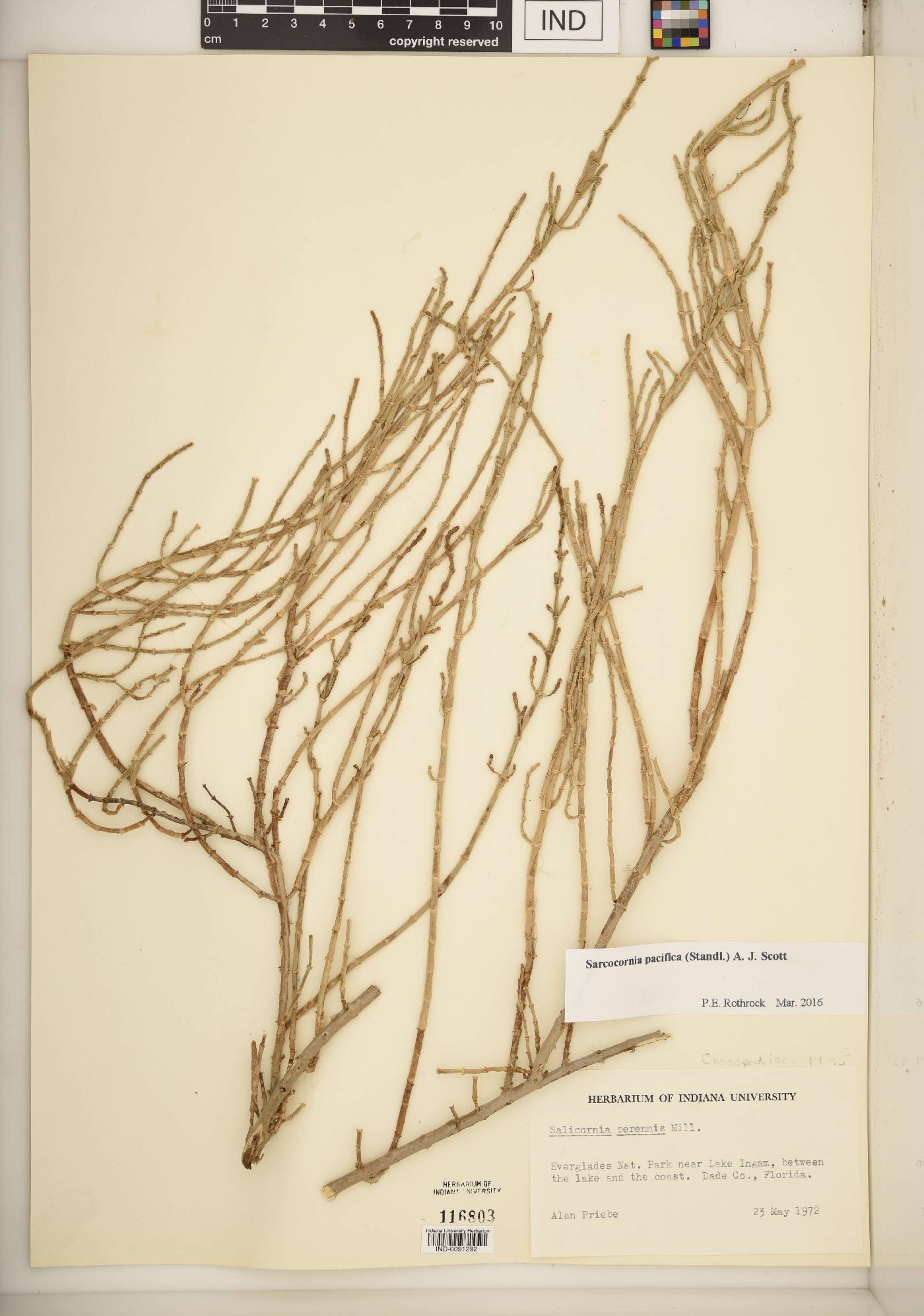 Sarcocornia pacifica image