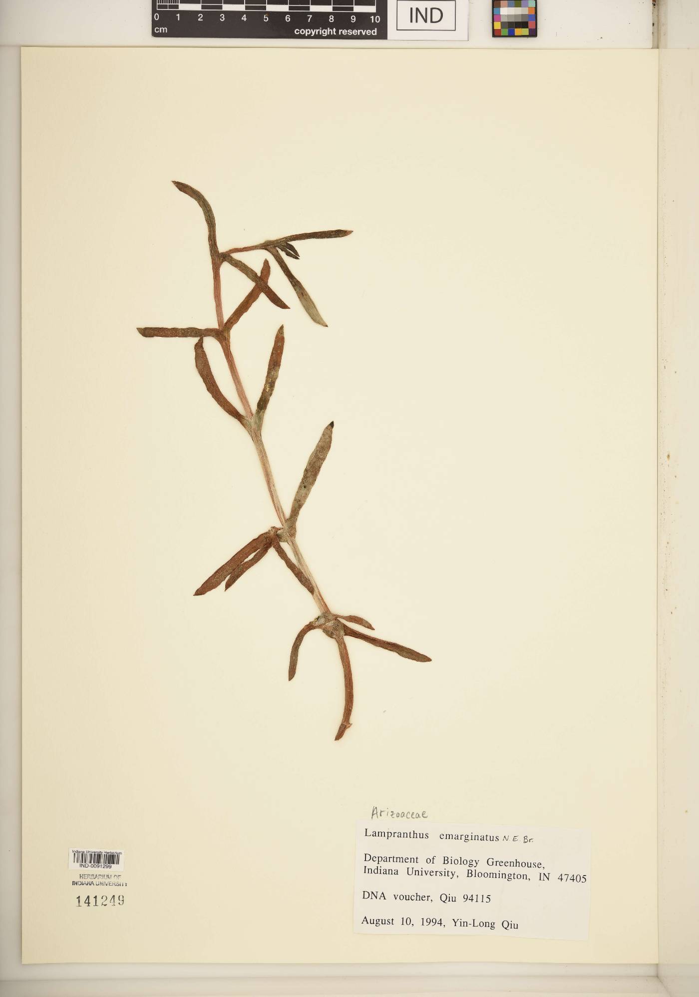 Lampranthus emarginatus image