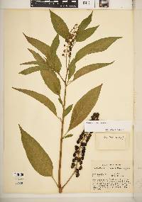 Phytolacca americana var. americana image