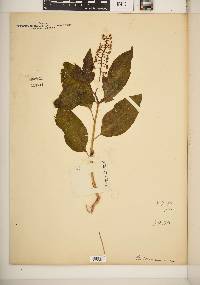 Phytolacca americana var. americana image